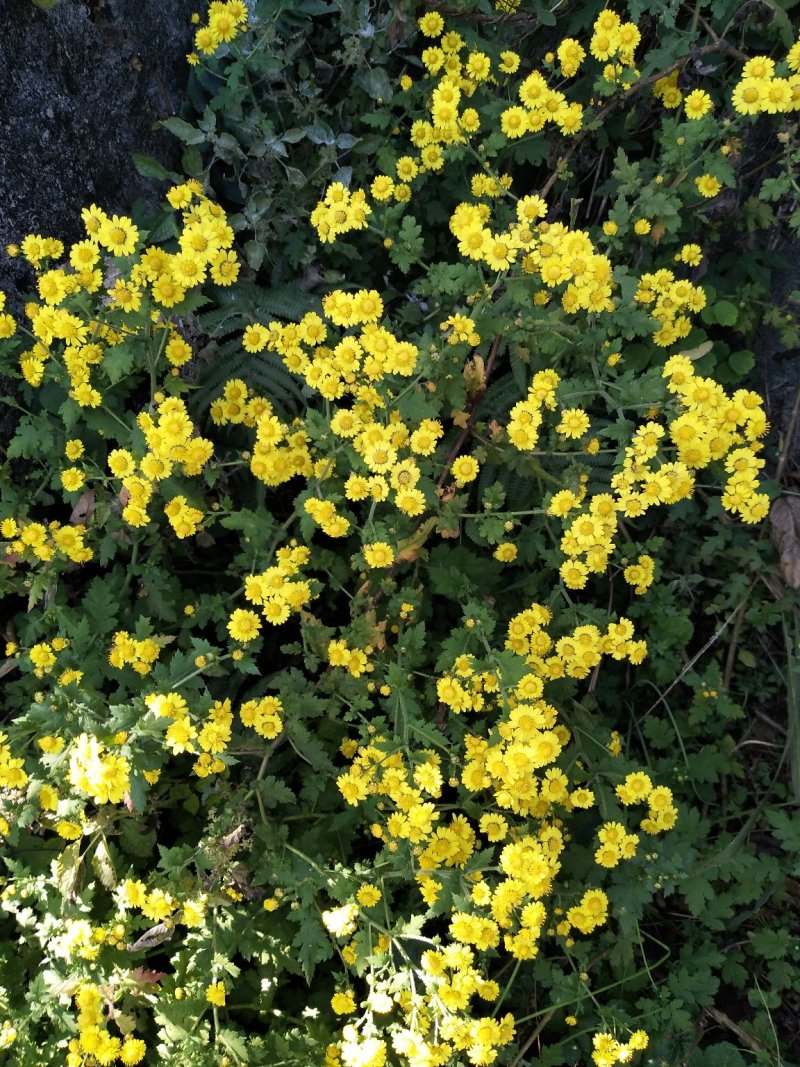 野生菊花先蒸后晒干货需要预订