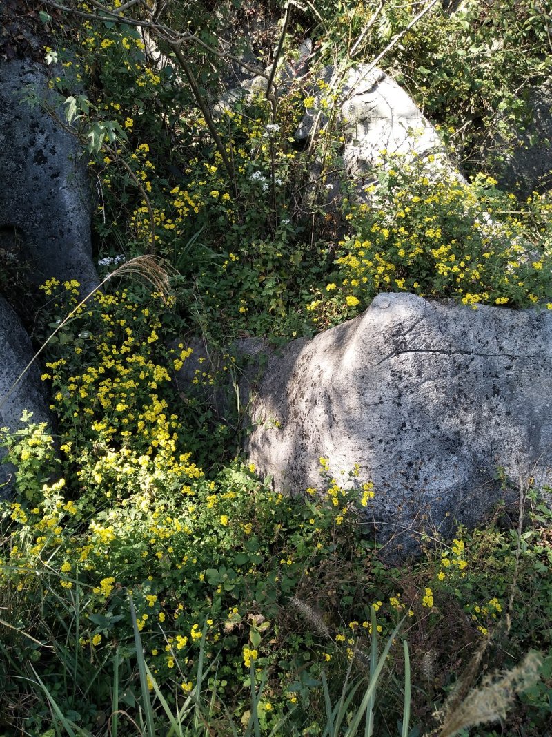 野生菊花先蒸后晒干货需要预订