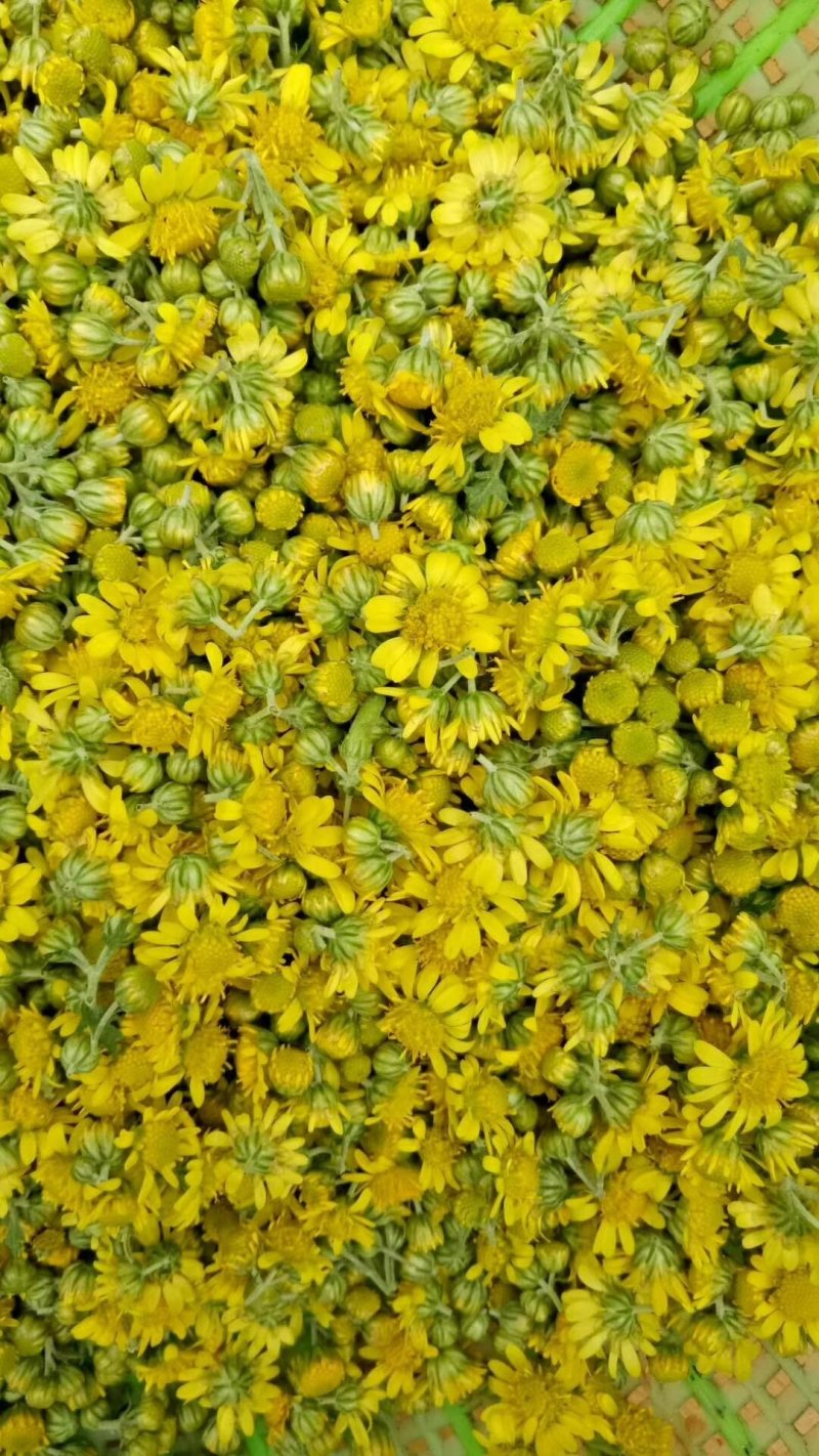 纯天然野菊花无枝无叶精选野菊花