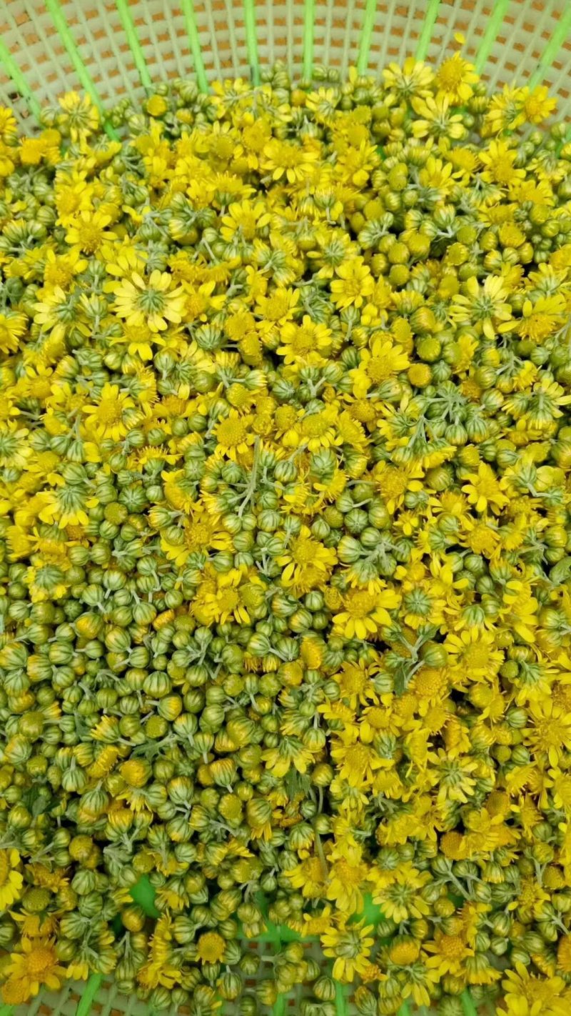 纯天然野菊花无枝无叶精选野菊花