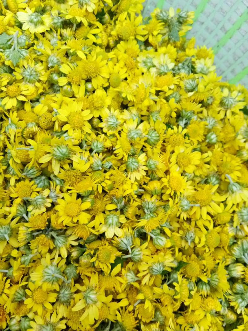 纯天然野菊花无枝无叶精选野菊花