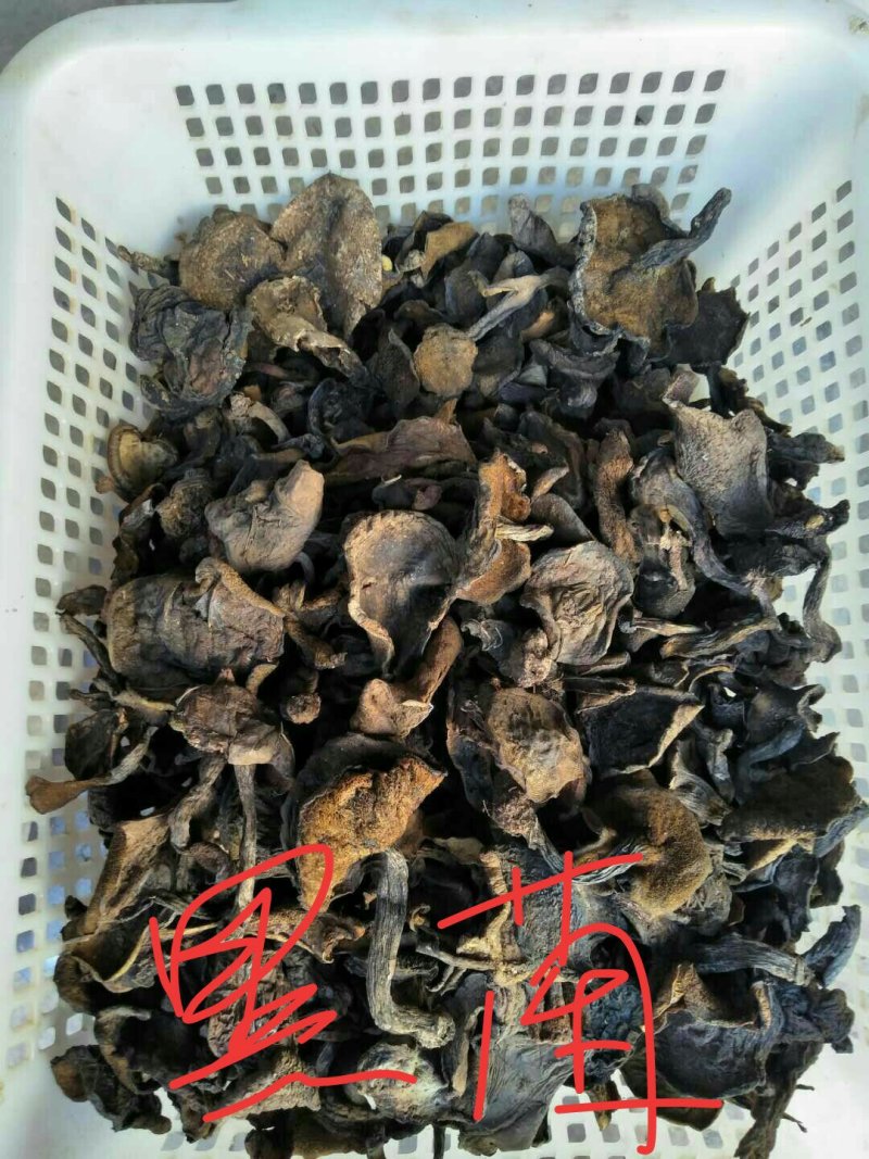 云南野生干菌批发零售