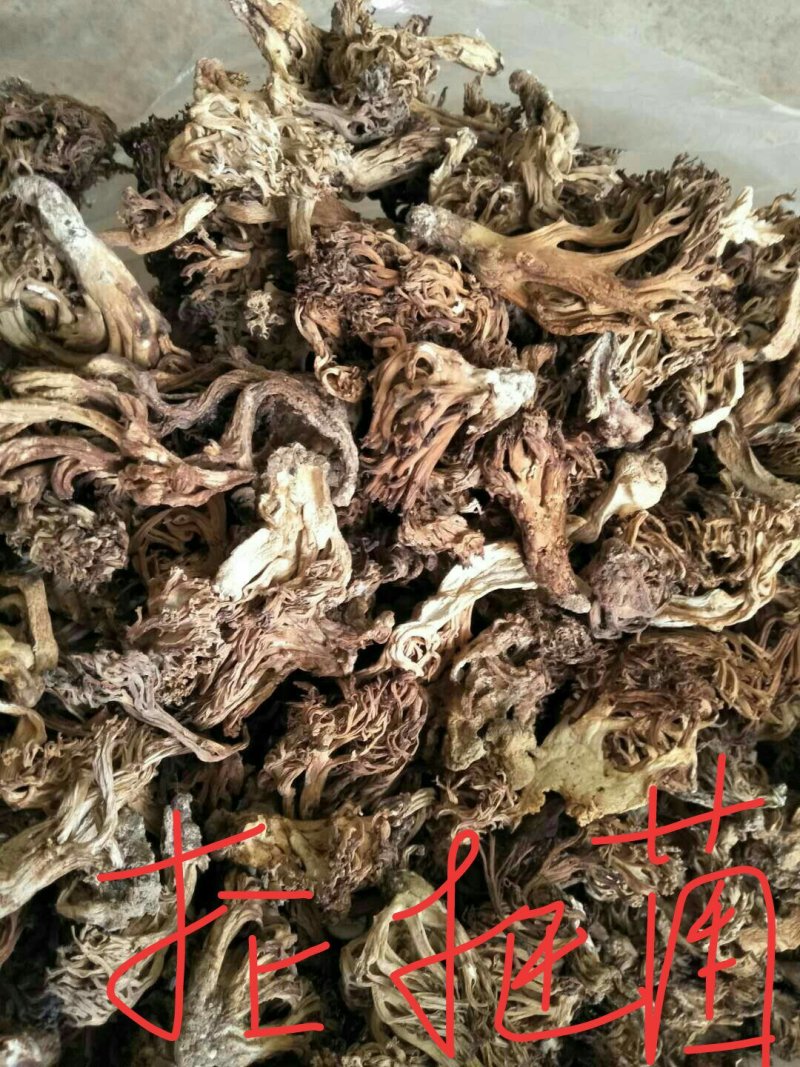 云南野生干菌批发零售