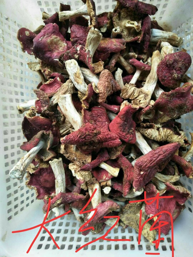 云南野生干菌批发零售