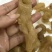 小黄花同胶，特价，一斤包邮