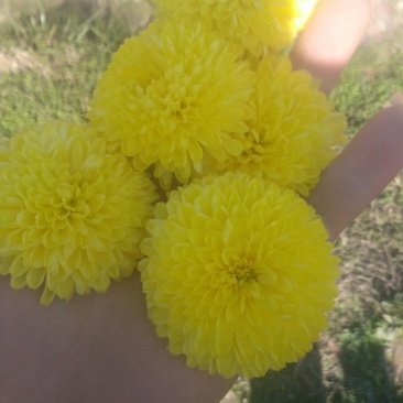 食用皇菊