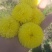 食用皇菊