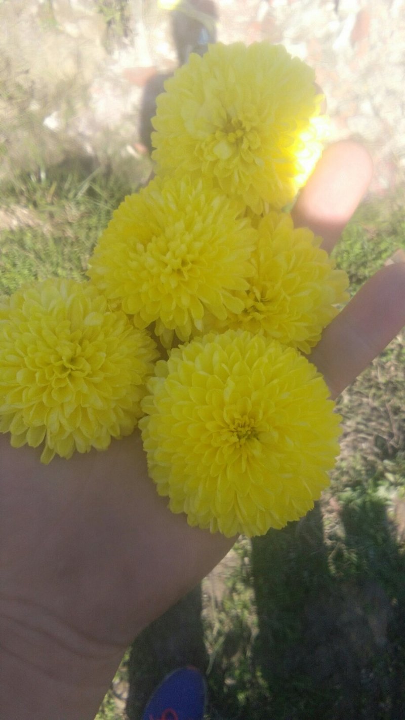 食用皇菊