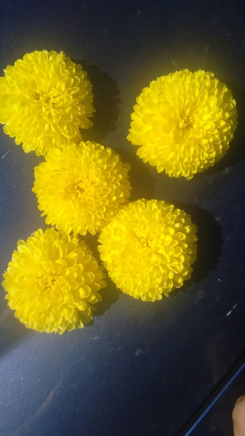 食用皇菊