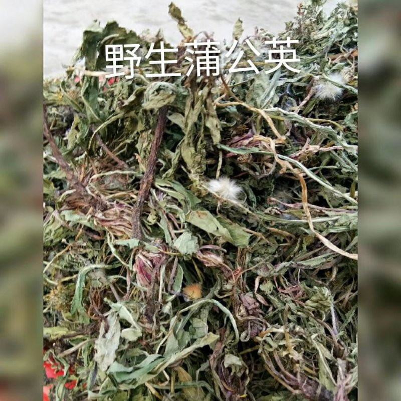野生蒲公英洗过晒干