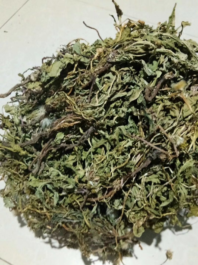野生蒲公英洗过晒干