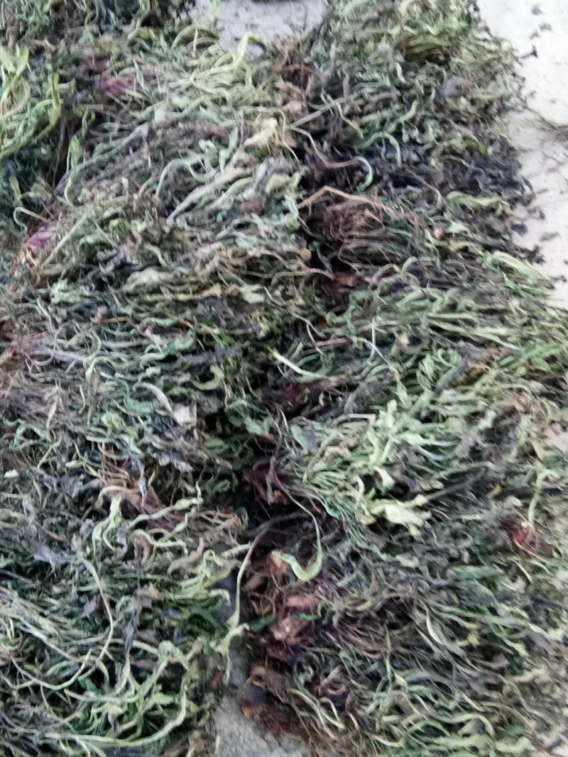 野生蒲公英洗过晒干
