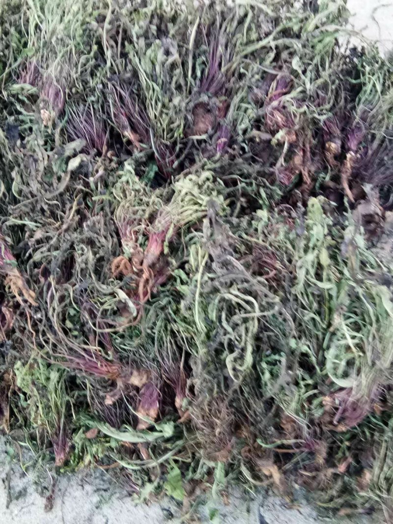 野生蒲公英洗过晒干