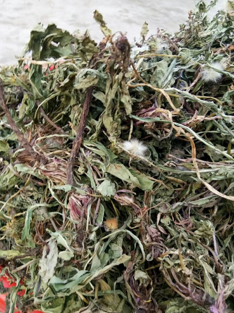 野生蒲公英洗过晒干