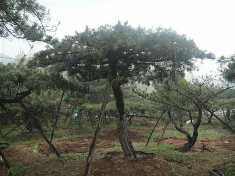 造型油松