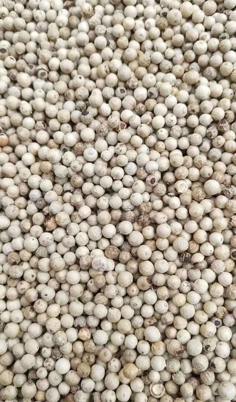 特级白胡椒足干货颗粒饱满
