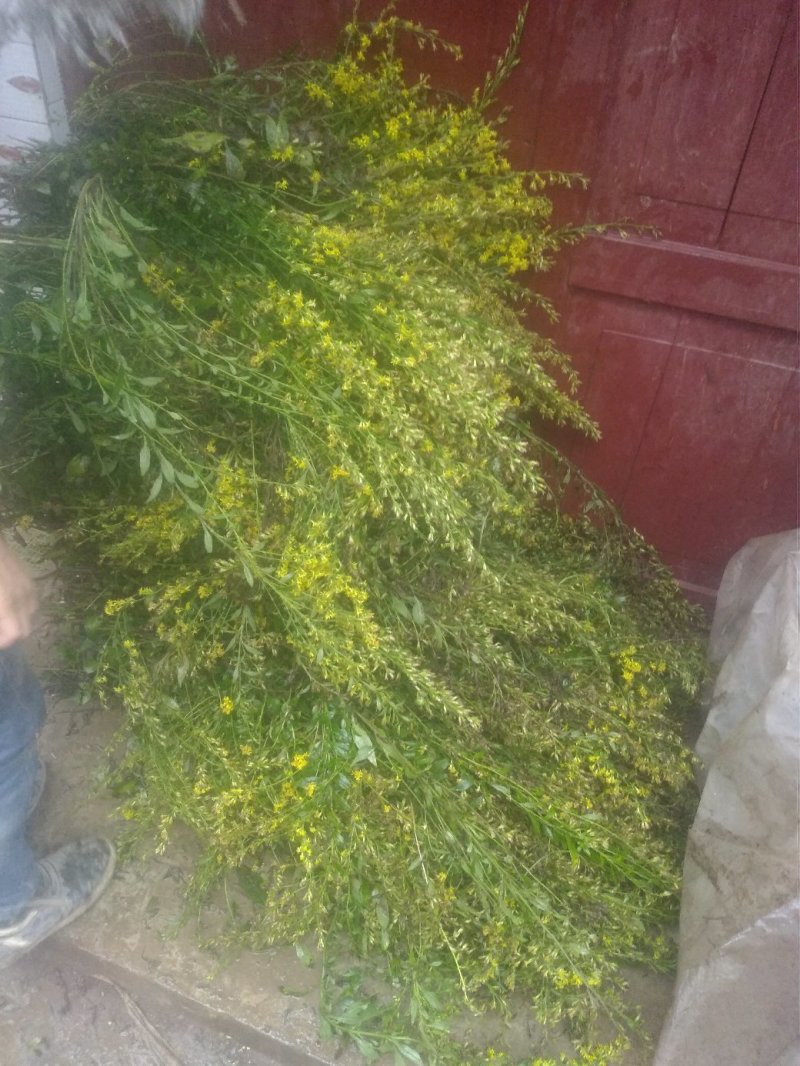 贵州正宗一枝黄花种子