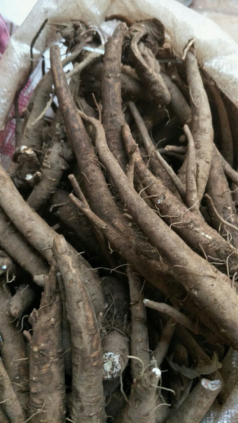 规格齐全的当归产品欢迎电话咨询享受超高性价比