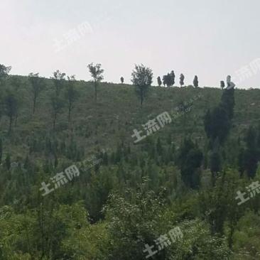 400亩山林地转让