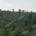 400亩山林地转让