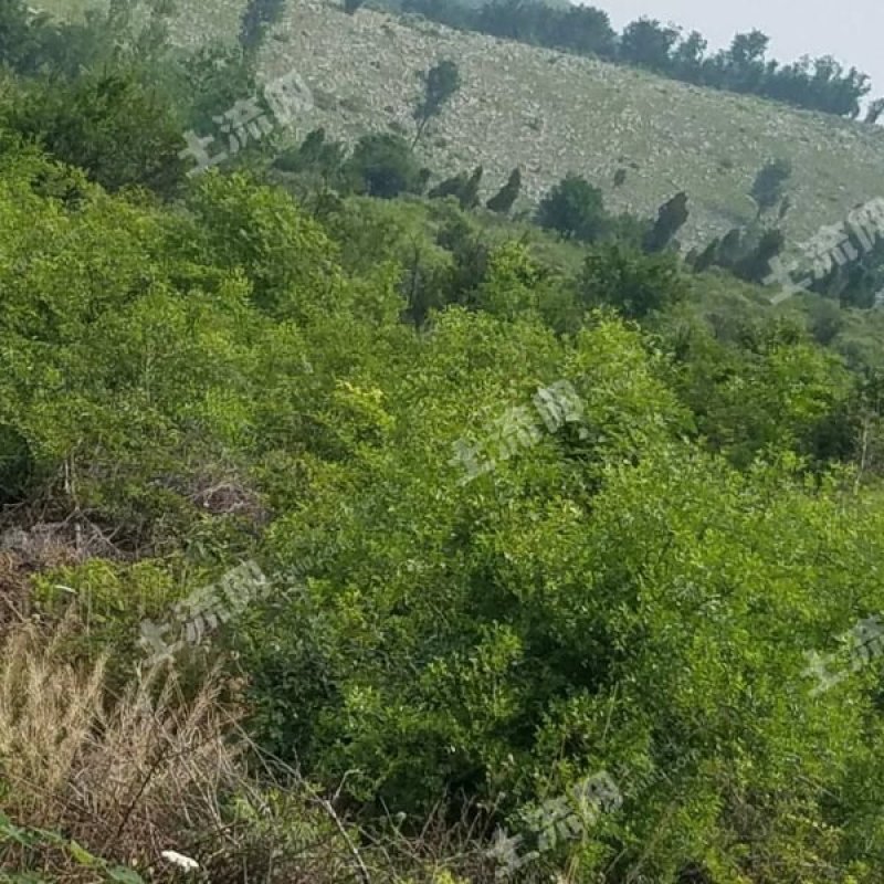 400亩山林地转让