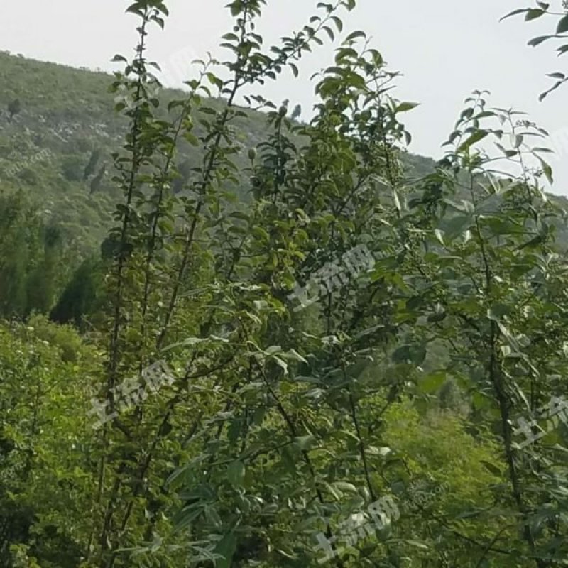 400亩山林地转让