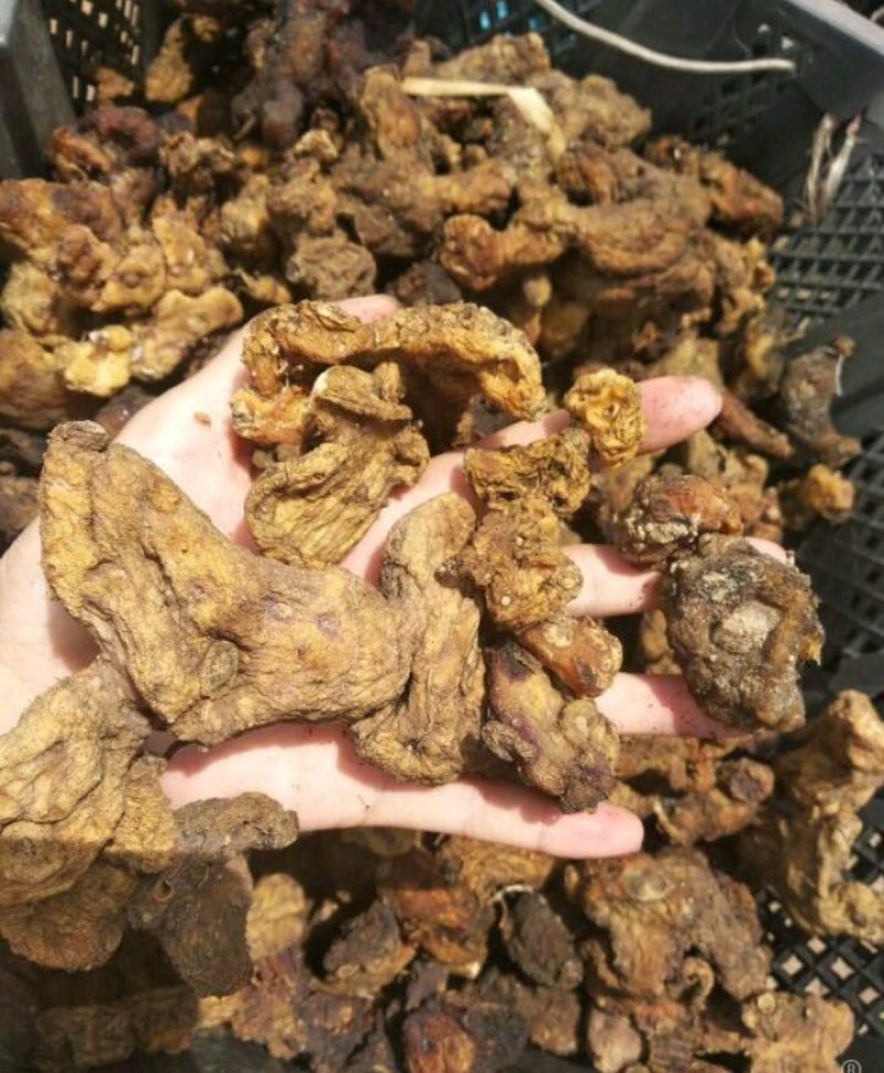 野生黄精，干货