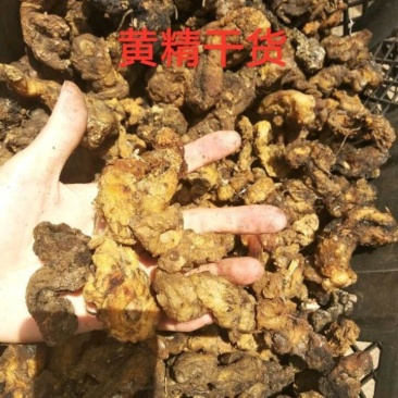 野生黄精，干货