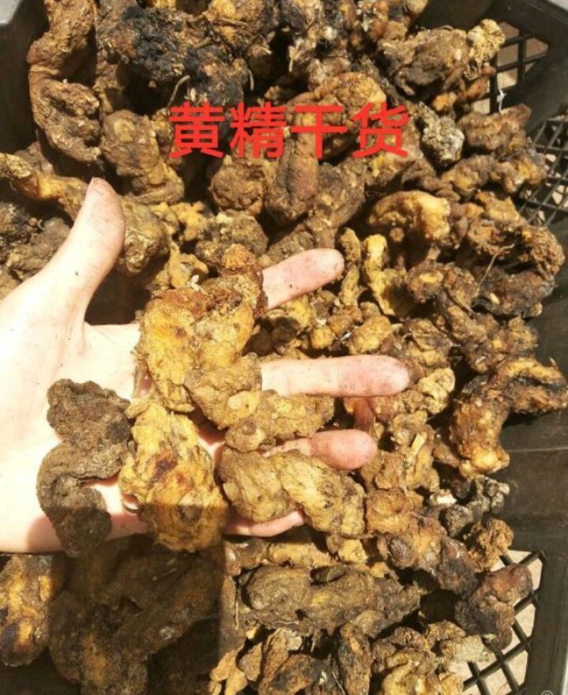 野生黄精，干货