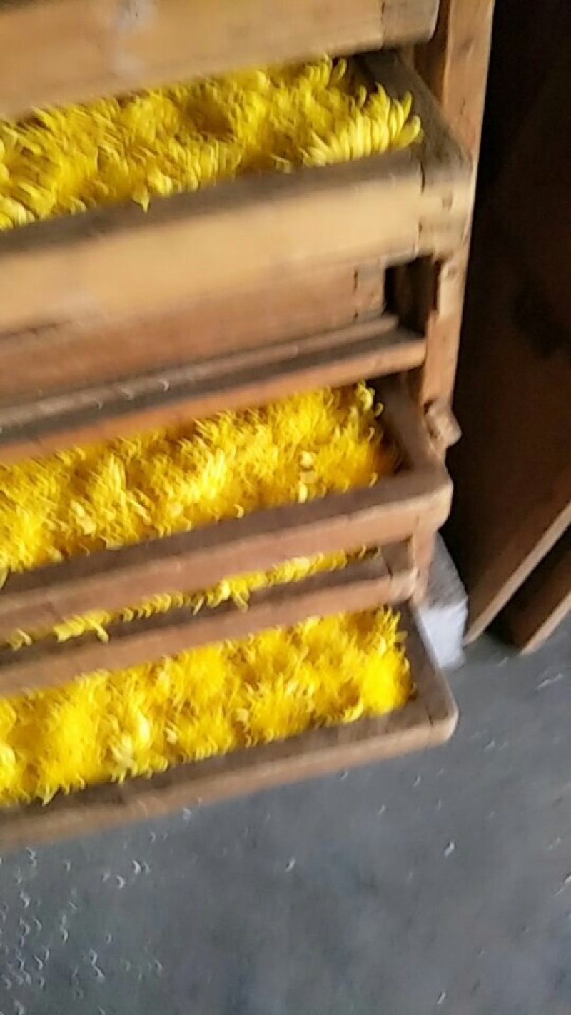 黄山金丝皇菊花茶