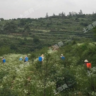 500亩有林地转让