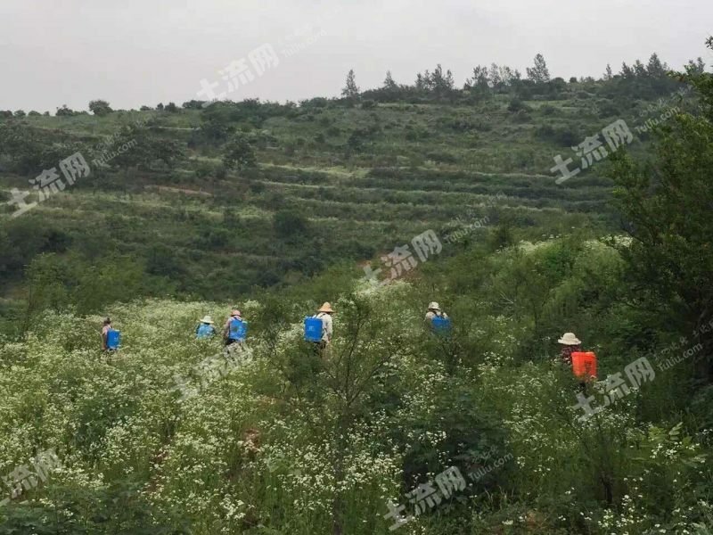 500亩有林地转让