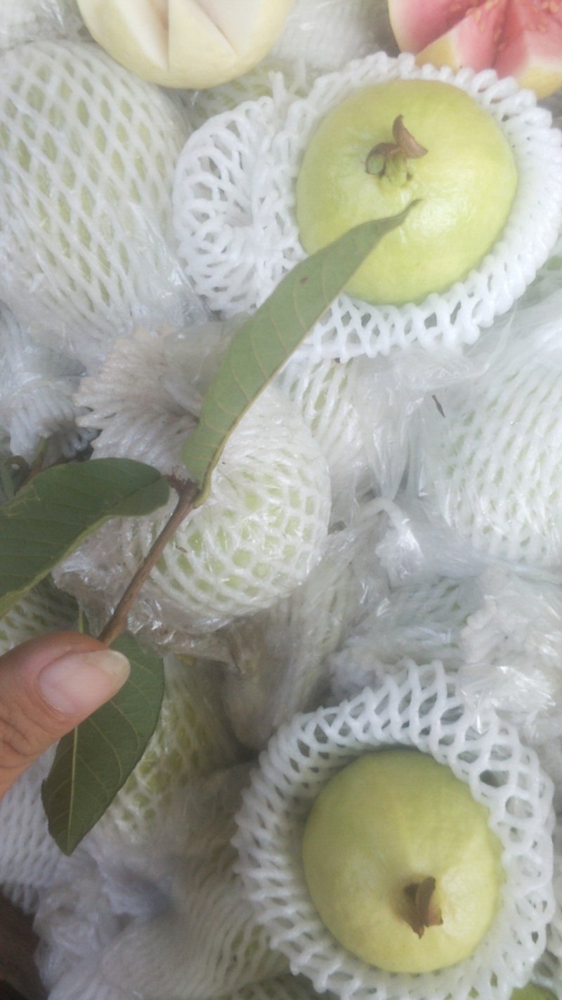 廉江香石榴胭脂红番石榴小百香