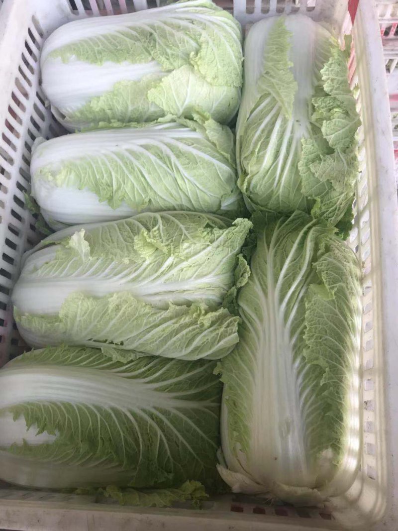 白菜