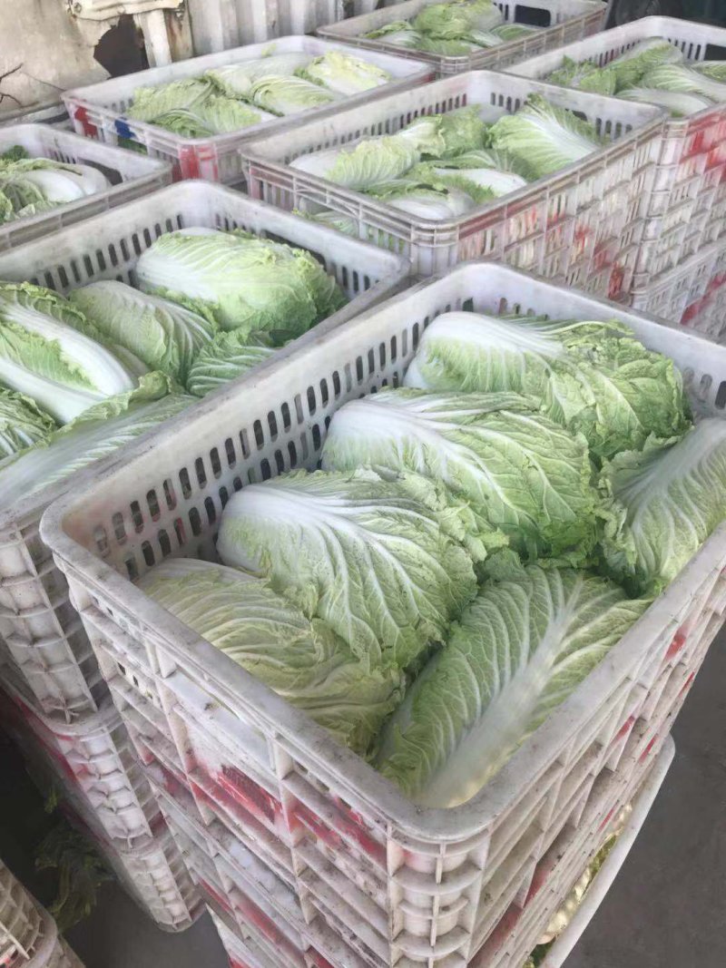 白菜