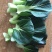 青菜