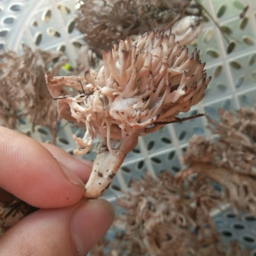 鸡枞菌