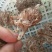 鸡枞菌