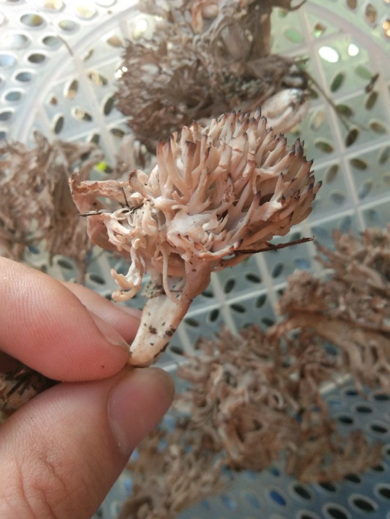 鸡枞菌