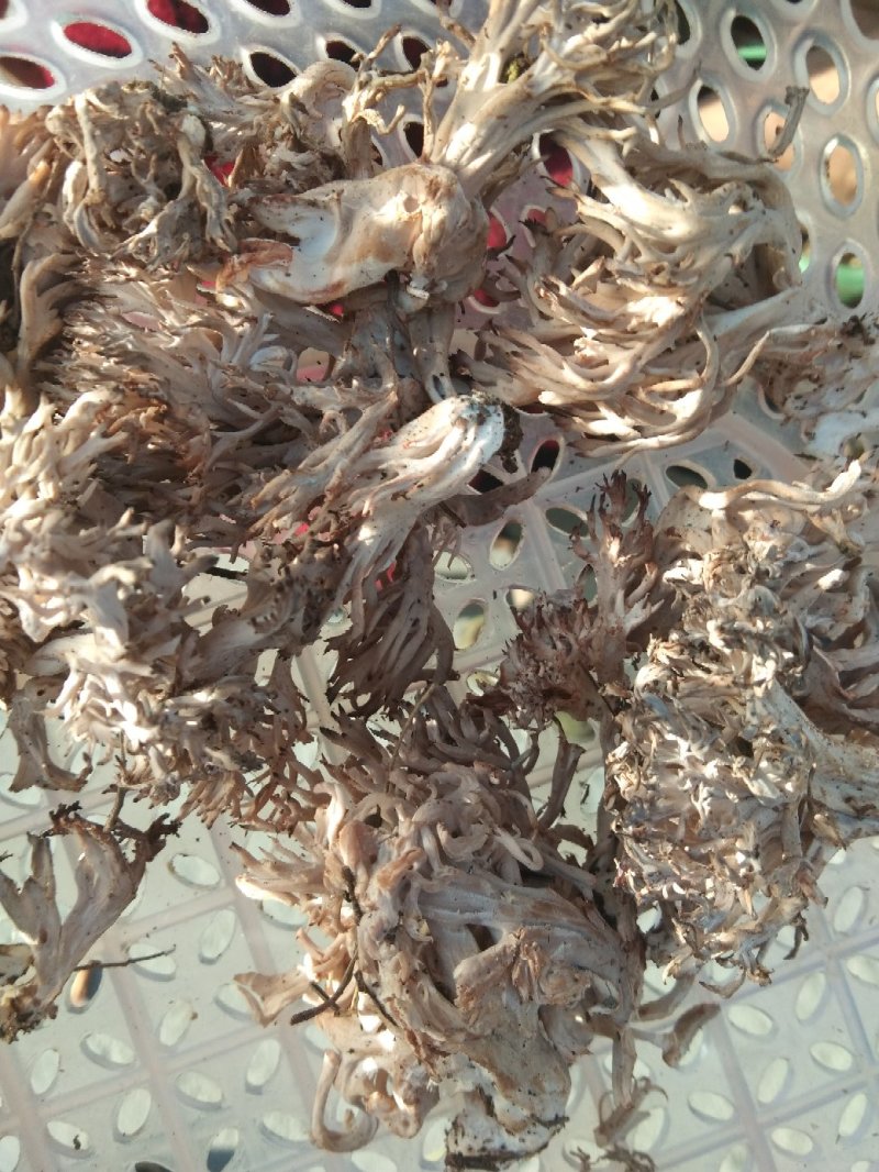 鸡枞菌