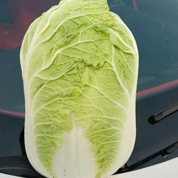 东北大白菜