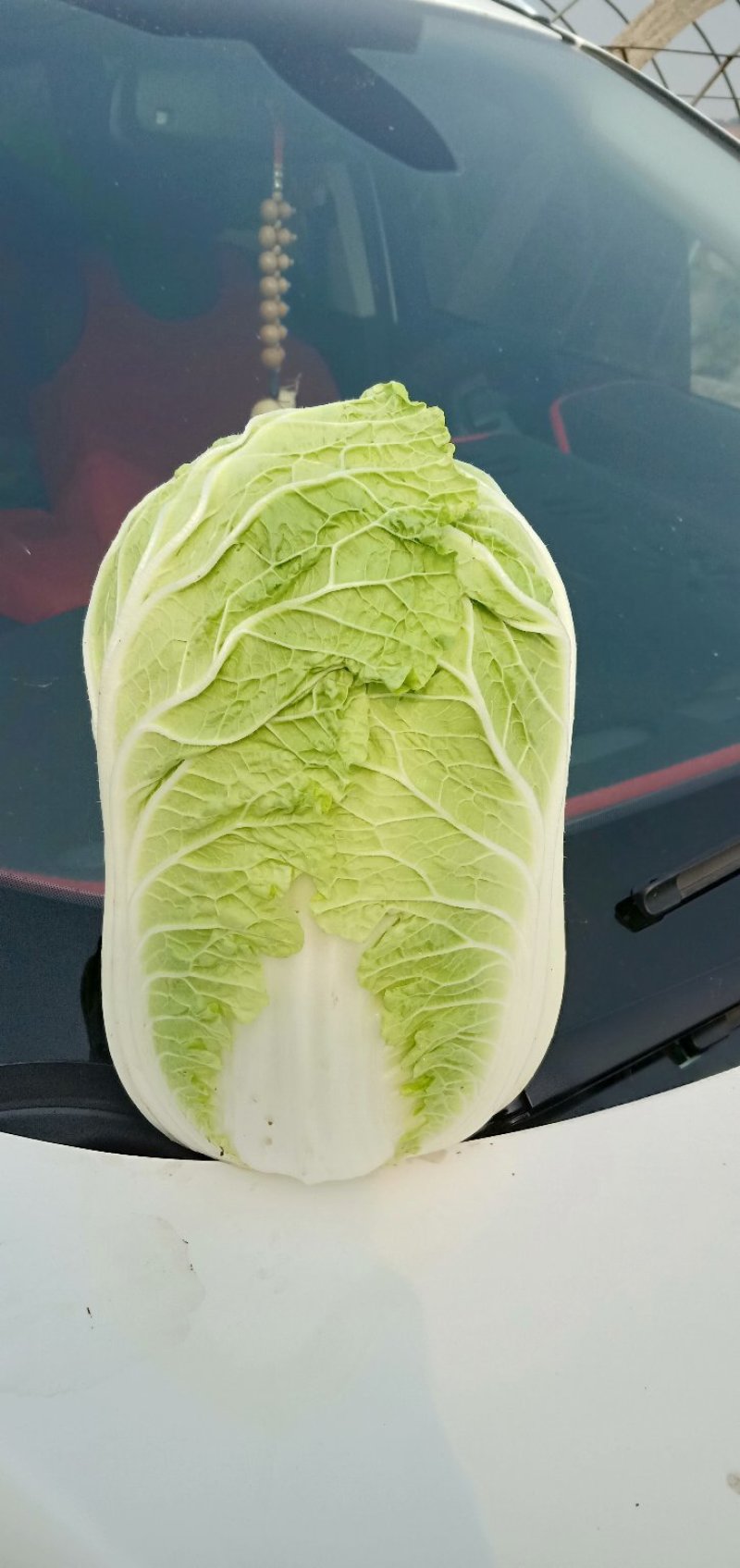 东北大白菜