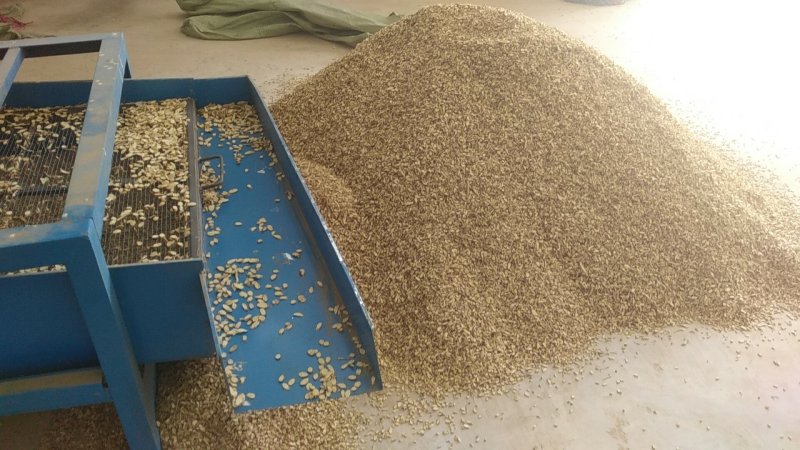 陇西黄芪尾渣量大从优切片过筛后的最小片养殖场专用