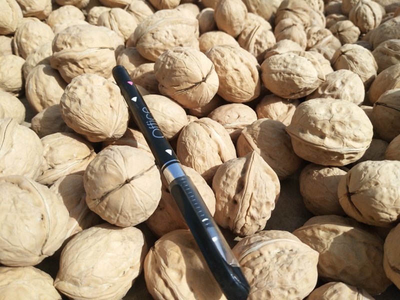 核桃，新疆核桃，185纸皮核桃，一手货源批发不包邮全国发