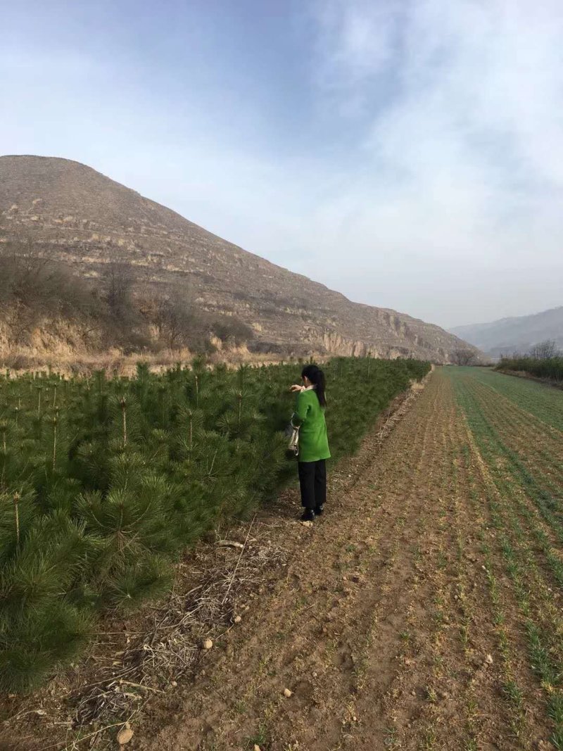 油松，低价出售，优质苗木。