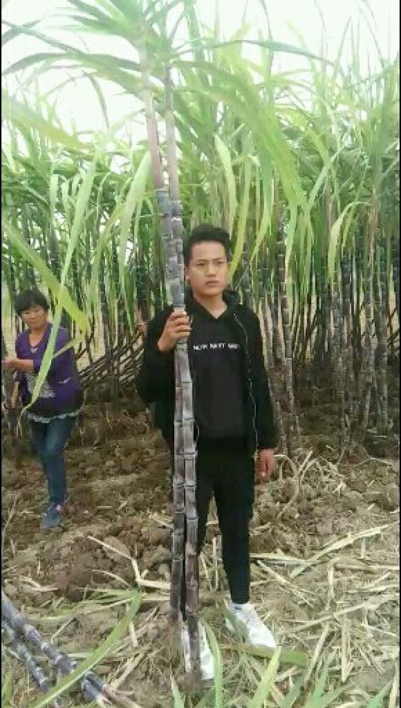 黑皮甘蔗种子，南方甘蔗北方种植。需要的联系。