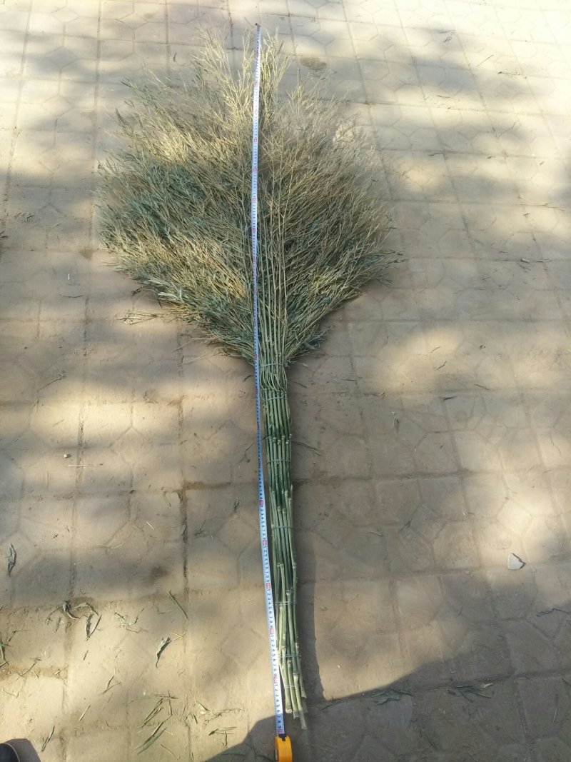 大扫把
