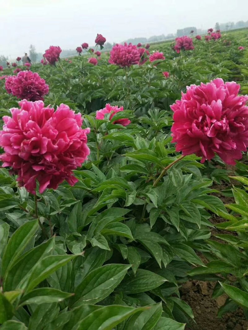 观赏芍药，三年原颗品种芍药，盆栽观赏芍药，切花芍药
