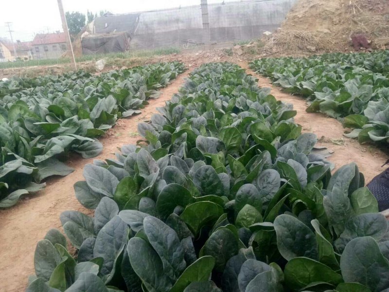 进口菠菜种子