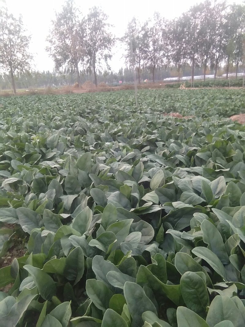 进口菠菜种子
